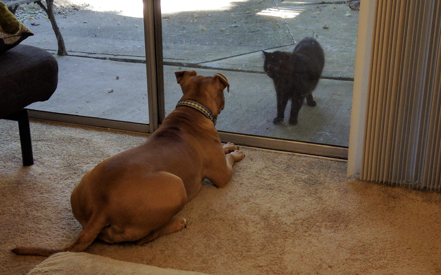 Barley, a dog, sits on one side of a glass door, scrutinizing a black cat facing it on the other side.