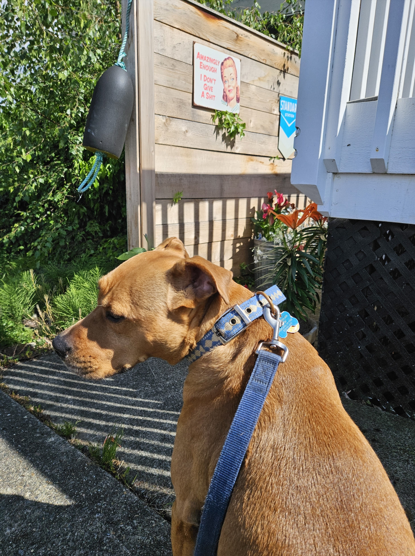 Barley, a dog, is non-plussed by a sign reading, "Amazingly enough, I don't give a shit."