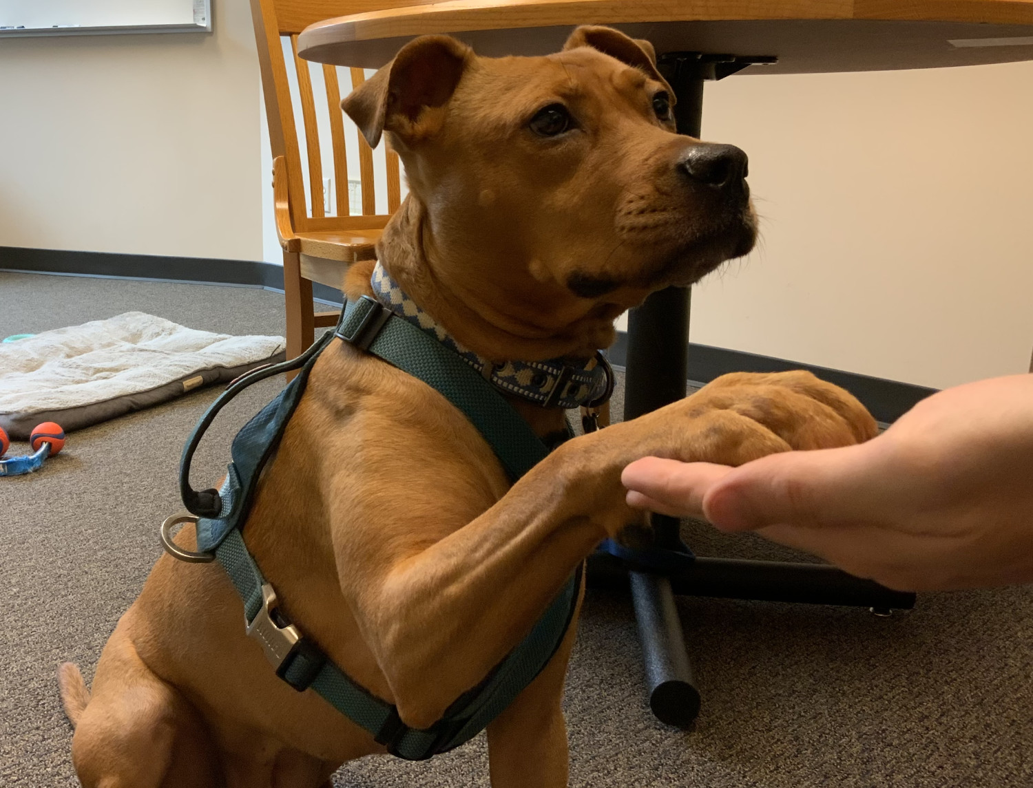 Barley, a dog, extends a paw with a look of hopeful expectation.