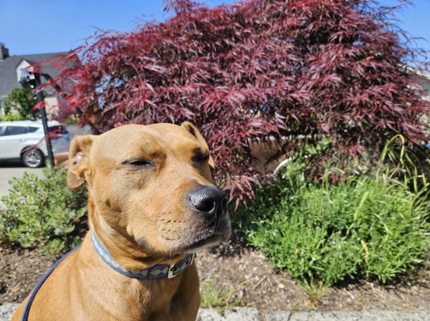 Barley, a dog, squints contentedly on a bright, sunny day.