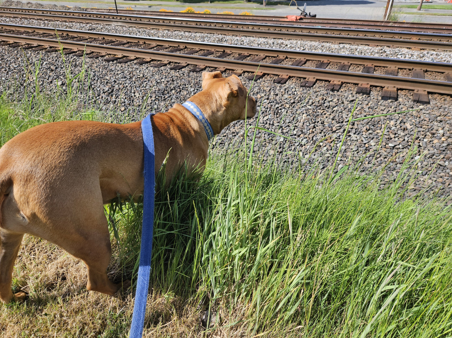 Barley, a dog, braces herself to pursue a squirrel that has just bolted across a set of train tracks.