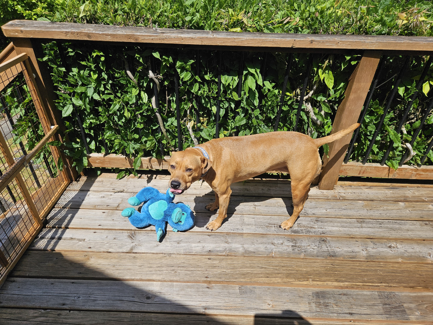 Barley, a dog, bleps after dropping her monkey onto a sunlit porch.