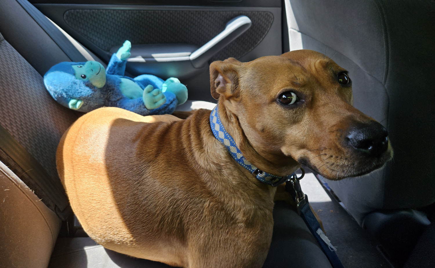 Barley, a dog, looks up quizzically from the car backseat on which she is laying.