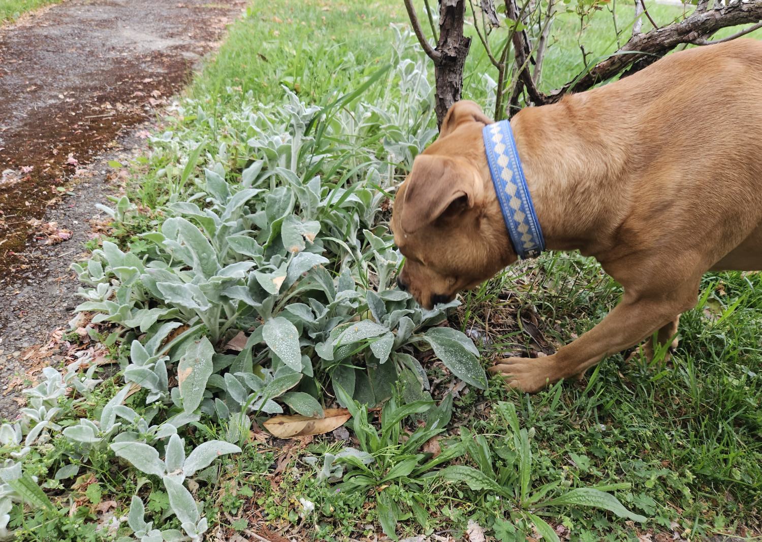 Barley, a dog, sniffs at a patch of plants whose leaves are covered in a fine white hair-like surface, creating the appearance of being "dusty."