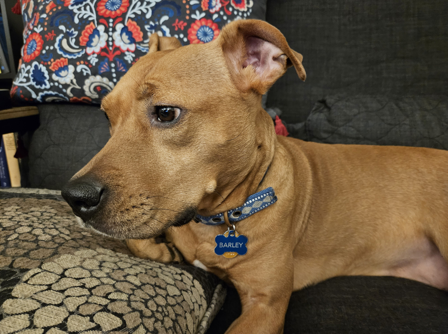 Barley, a dog, is photographed from the shoulders up in 3/4 profile.