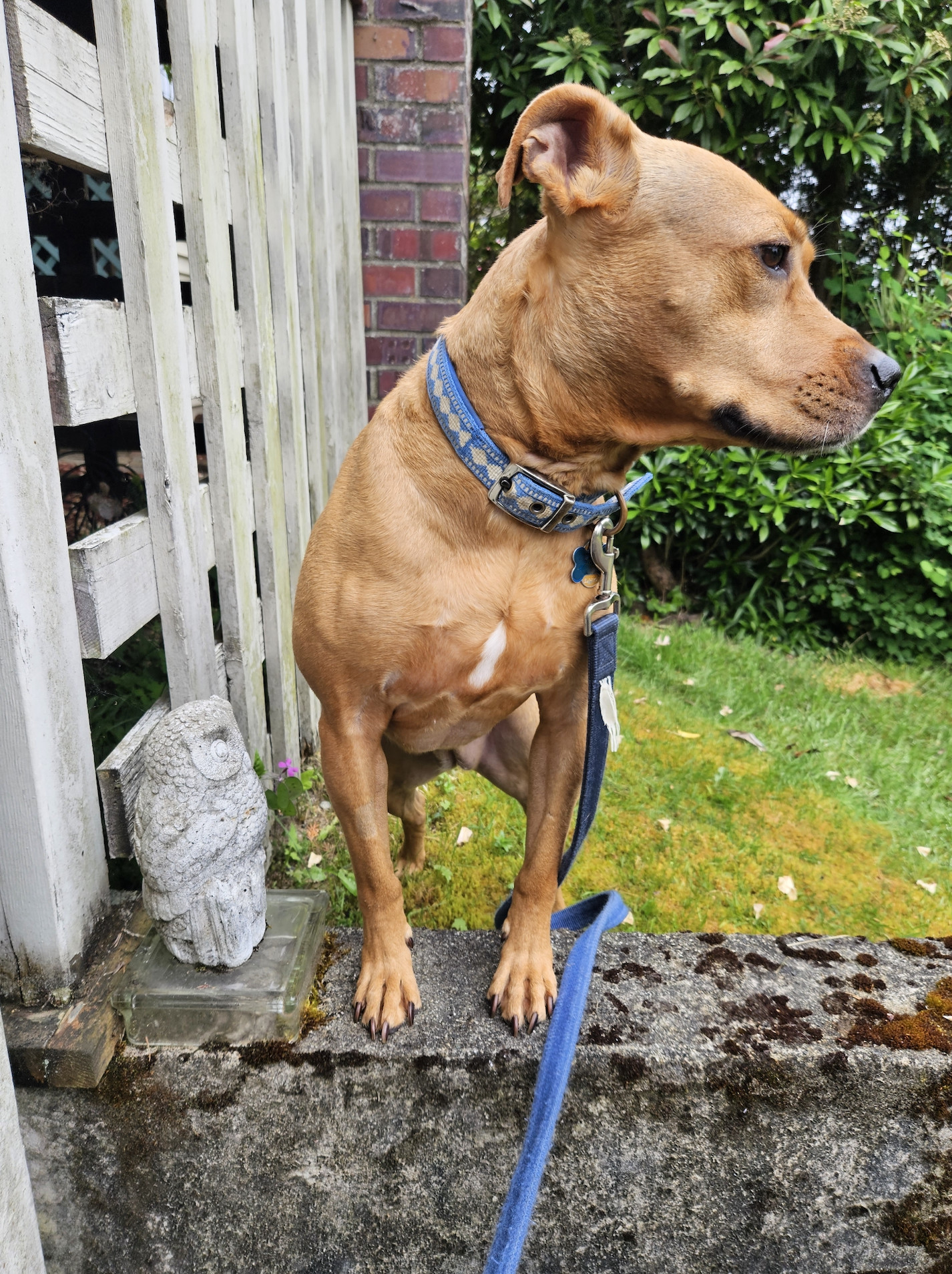 Barley, a dog, happens to turn to face in the same direction as a concrete owl statue.