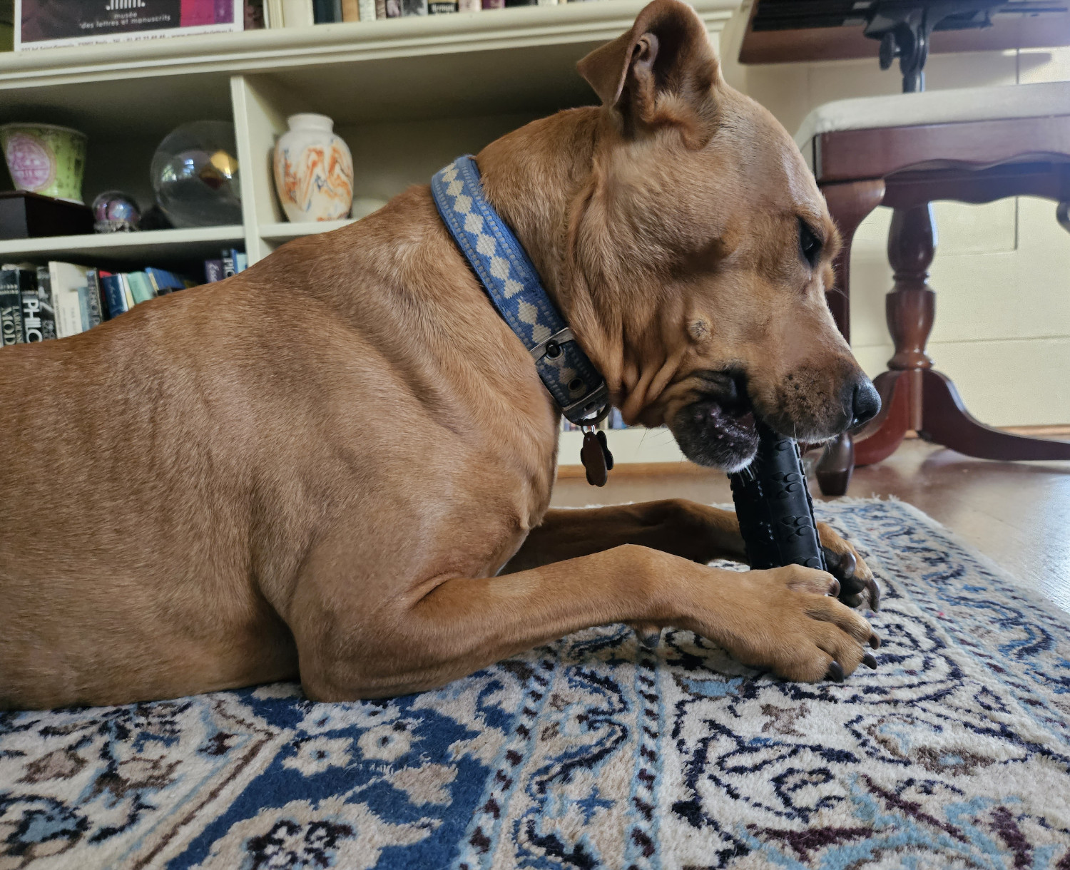 Barley, a dog, chews forcefully on a toy bone made of black rubber.