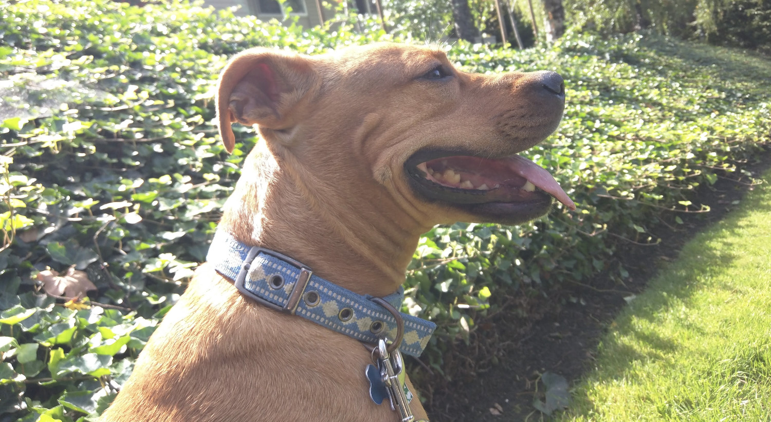 Barley, a dog, grins and pants in the sunlight.