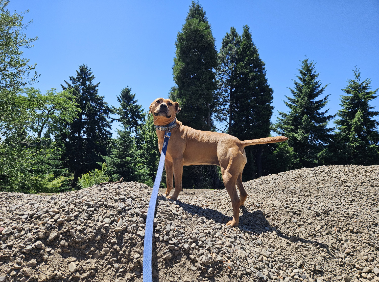 Barley, a dog, stands high atop a gravel pile and seems astonished by all it allows her to see.