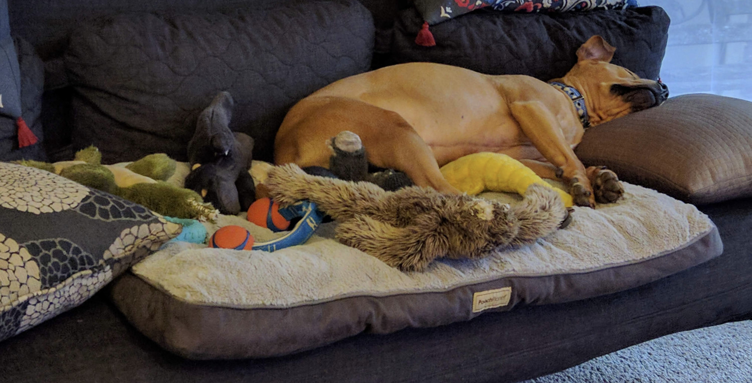 Barley, a dog, sleeps atop a heap of plush dog toys, on a dog bed, all crammed onto a futon.