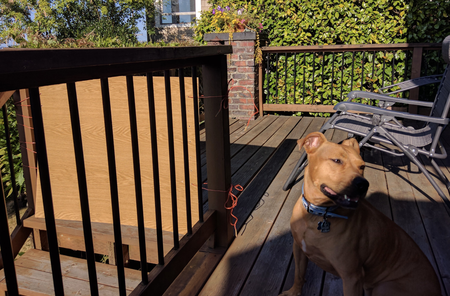 Barley, a dog, stands beside a makeshift barrier on a wooden deck.