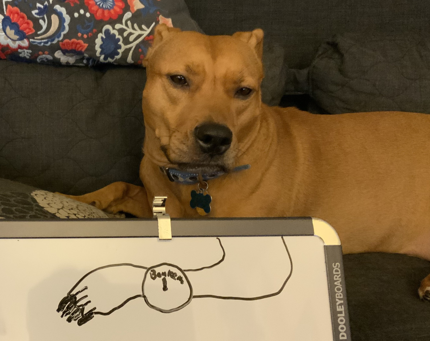 Barley, a dog, is made to brandish a wristwatch reading "bonkers" through the magic of white board nonsense.