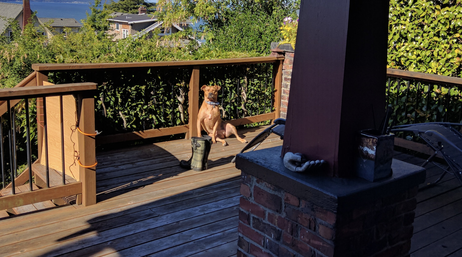 Barley, a dog, sits facing into the sun, caught on camera from a distance.