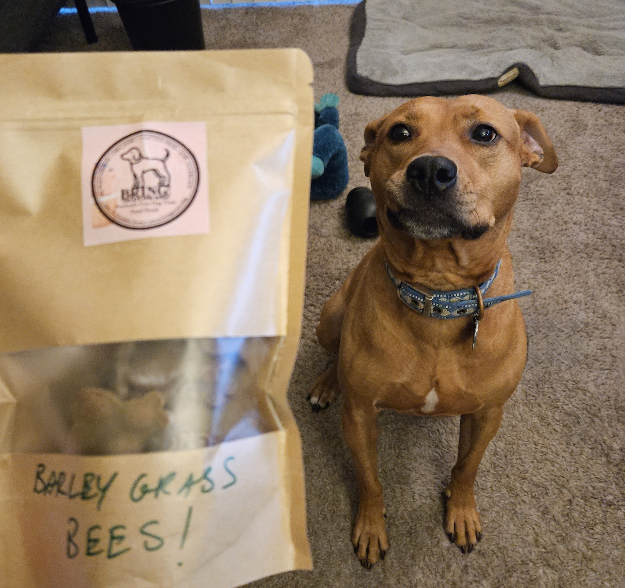 Barley, a dog, makes a needy, expectant face when confronted with snacks made of barley grass.