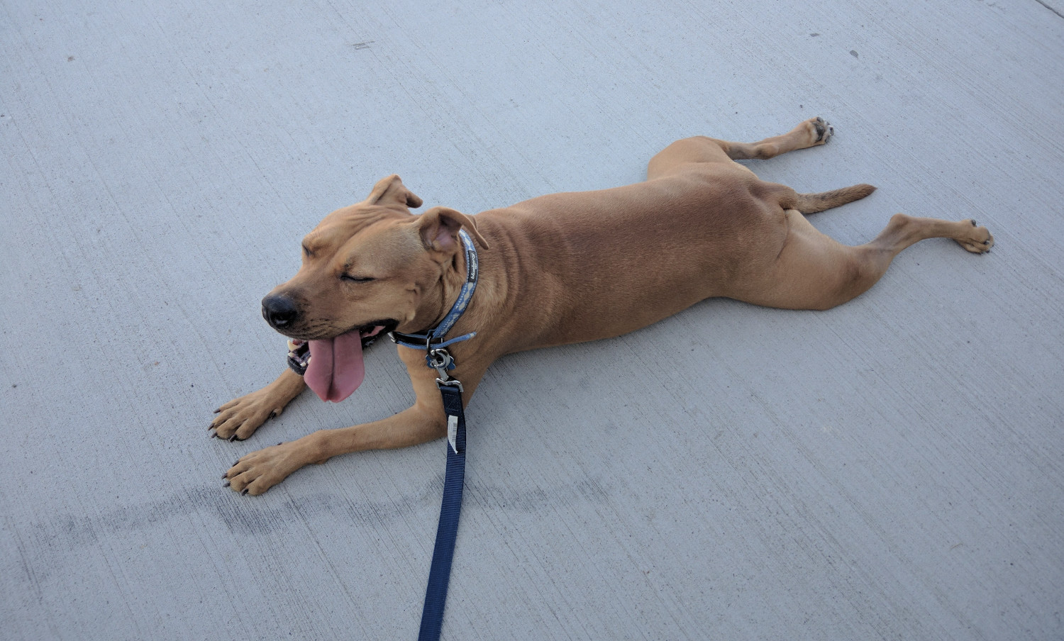 Barley, a dog, splays out on shady concrete to shed some of her body heat into its cool expanse.