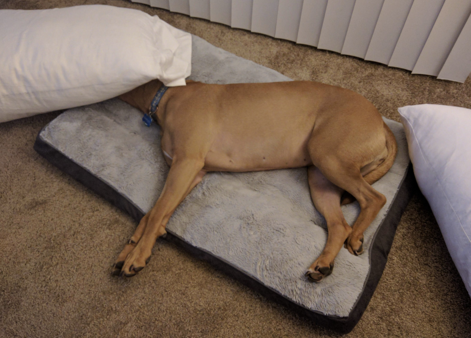 Barley, a dog, sleeps on her dog bed with her face fully under a pillow.