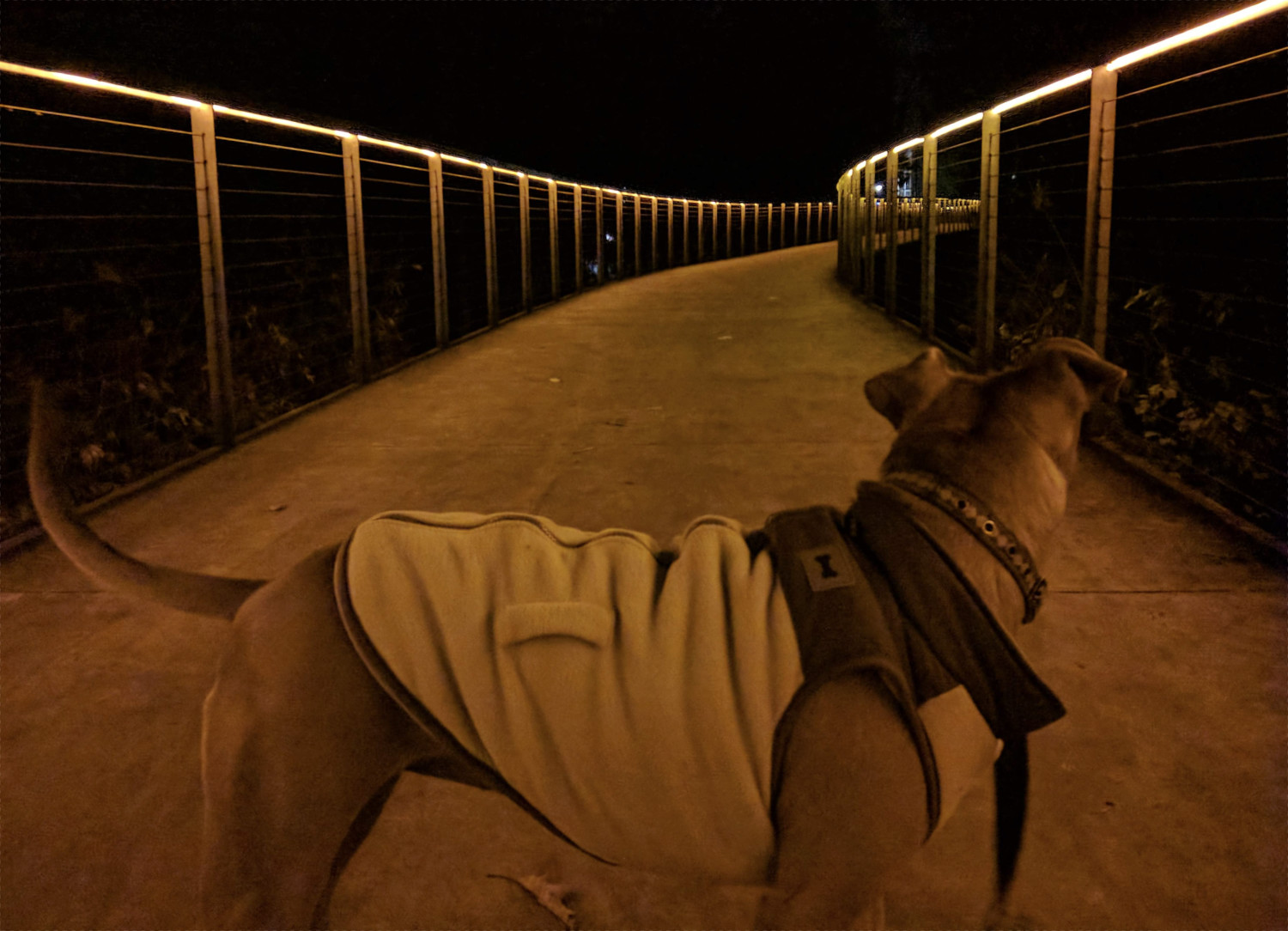 Barley, a dog, looks down the length of a bridge with orange lights.