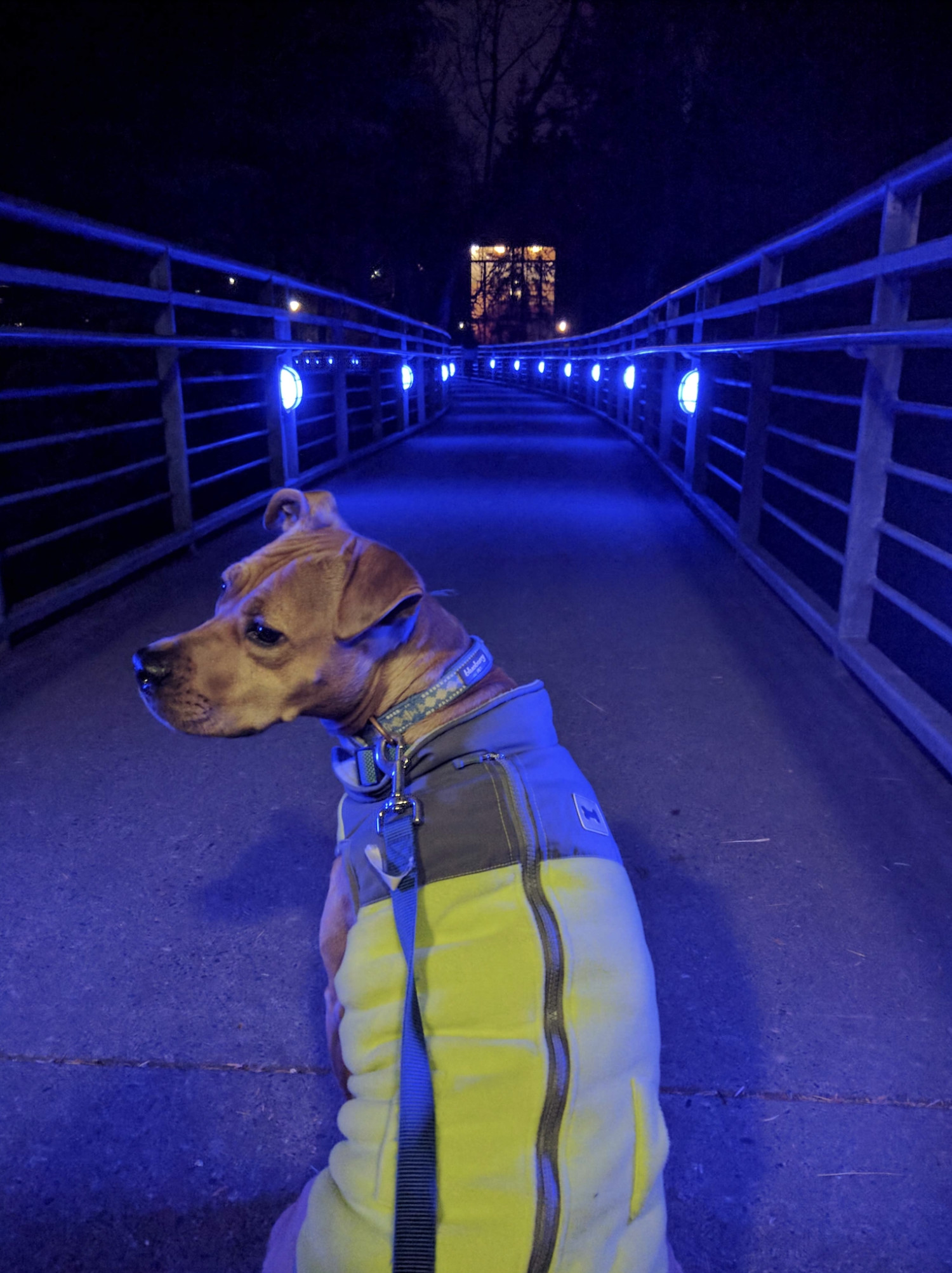 Barley, a dog, looks back over her shoulder on a bridge with blue lights.