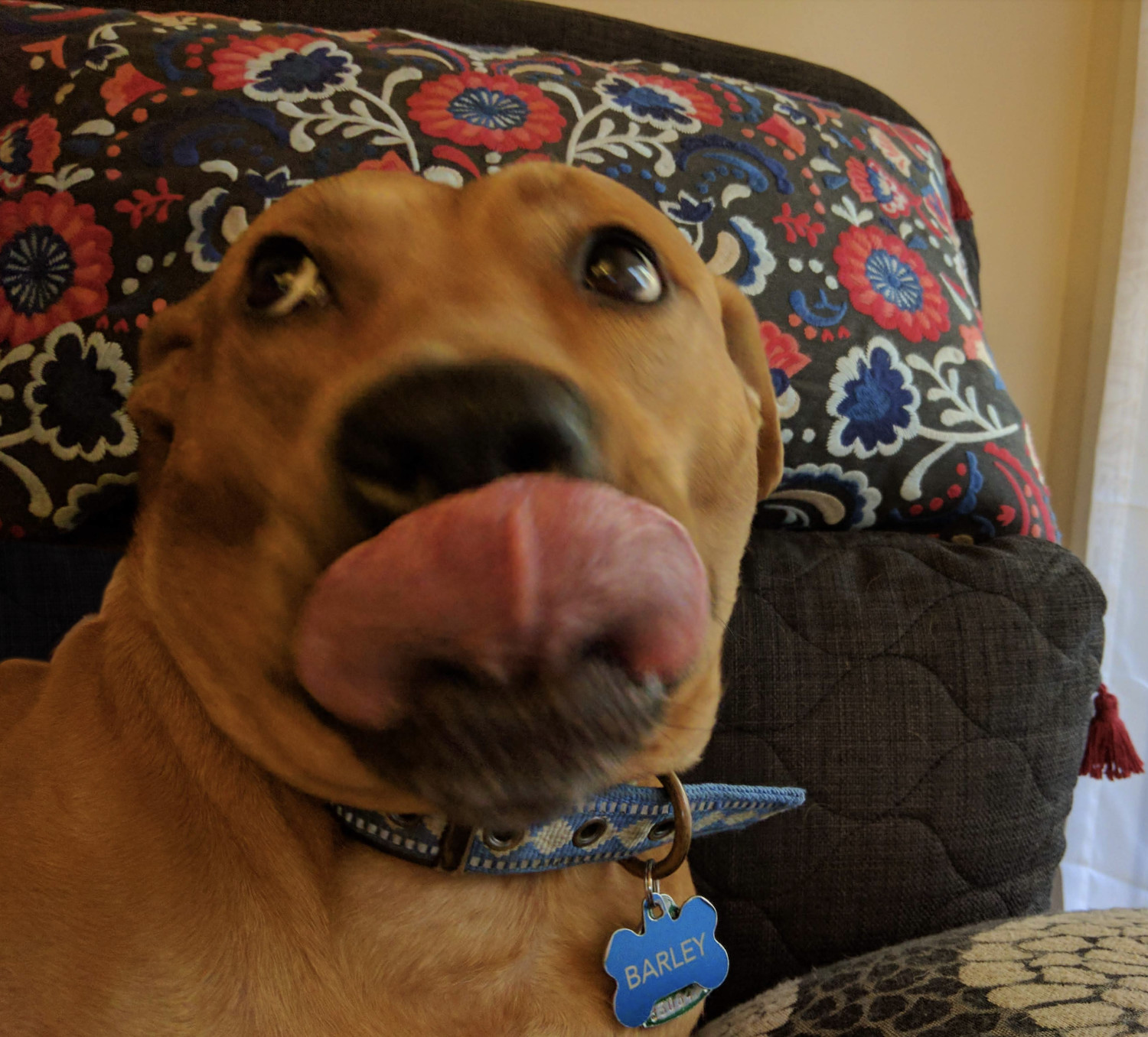 Barley, a dog, looks up excited at an off-camera treat while licking her chops with gusto.