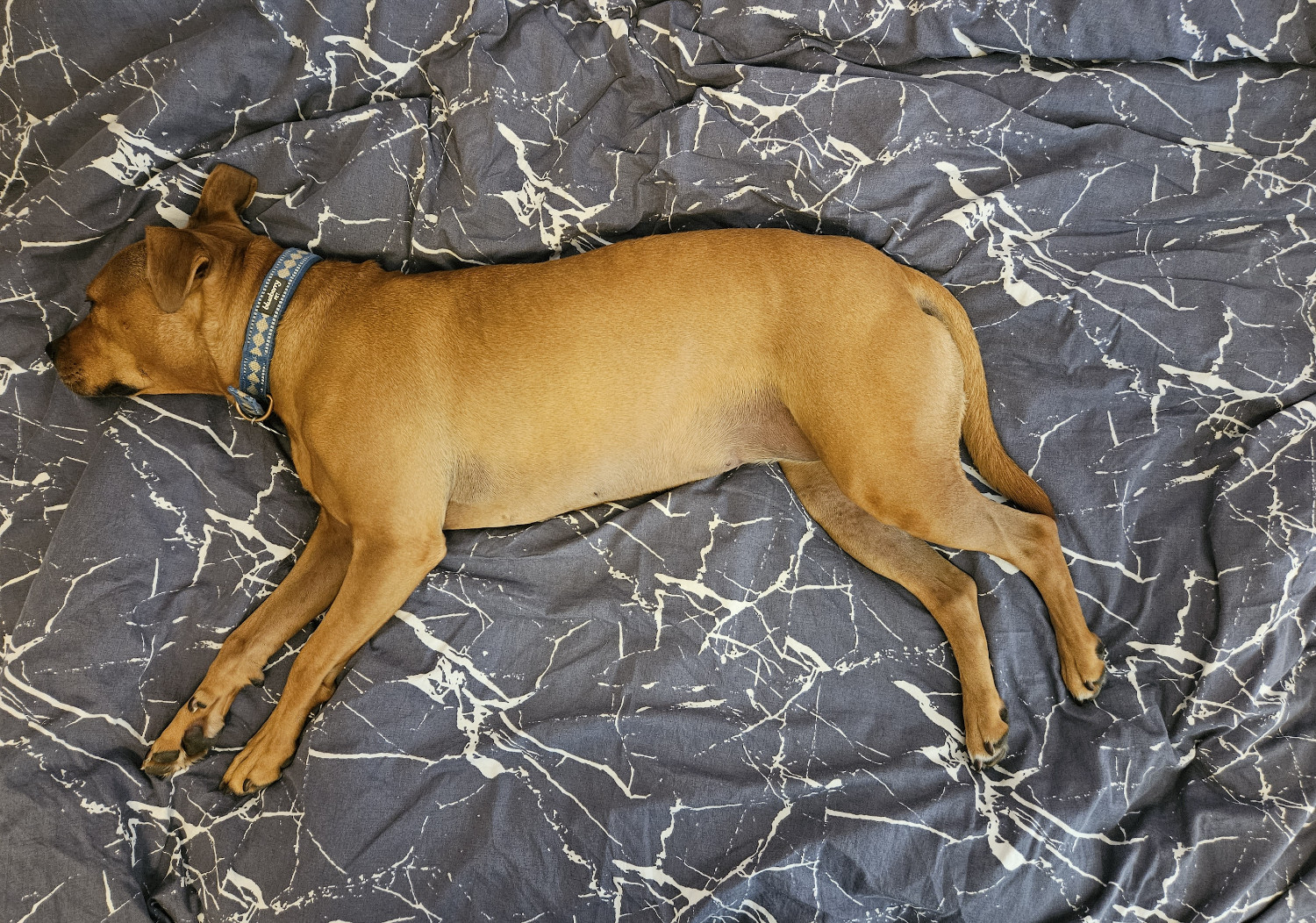 Barley, a dog, lies on her side as she is viewed from above, lying on an abstract blue-gray sheet struck through with chaotic white streaks.