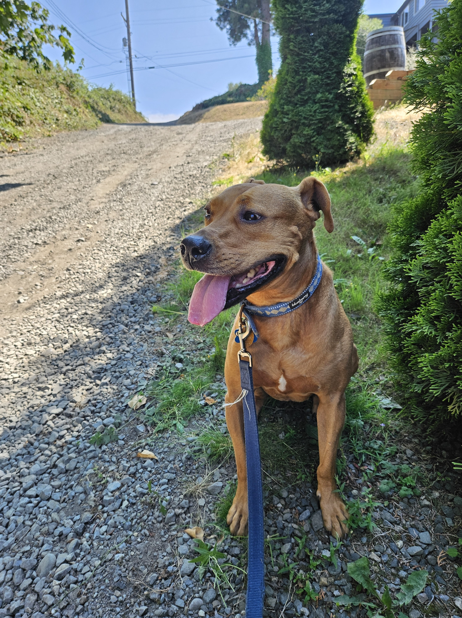 Barley, a dog, sits beside an unpaved street so steep that her hind paws are are high as her forward elbows.