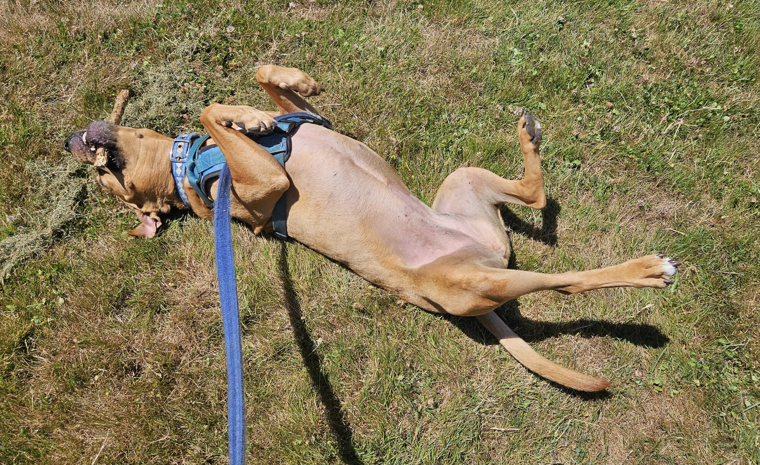 Barley, a dog, chomps enthusiastically on a stout branch while simultaneously wiggling on her back.