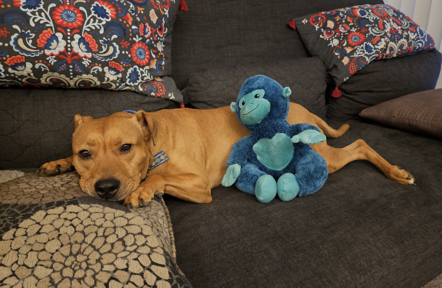 Barley, a dog, lies like a rag doll as a blue plush monkey appears to gaze longingly at her.