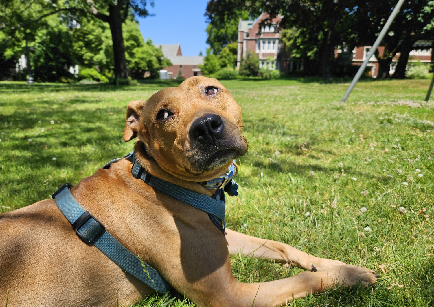 Barley, a dog, looks over her shoulder lovingly as she lazes on the grass.