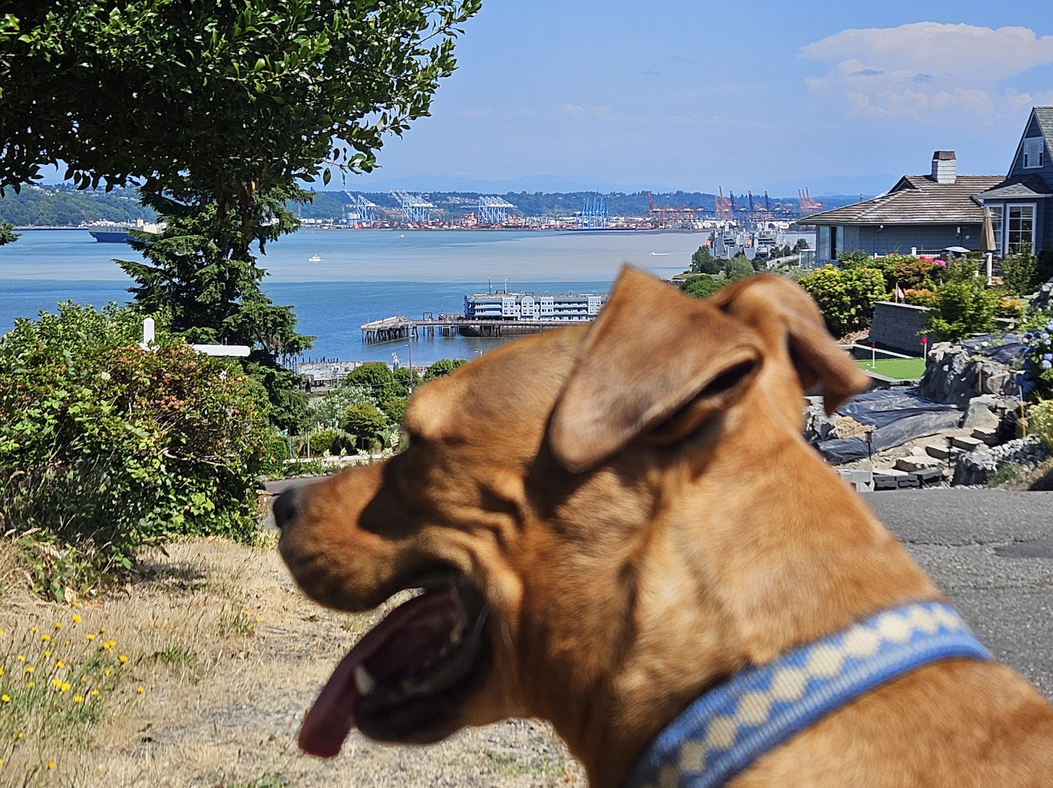 Barley, a dog, is out of focus in the foreground. Behind her, a steep hill descends to a body of water, and beyond, an industrial port.