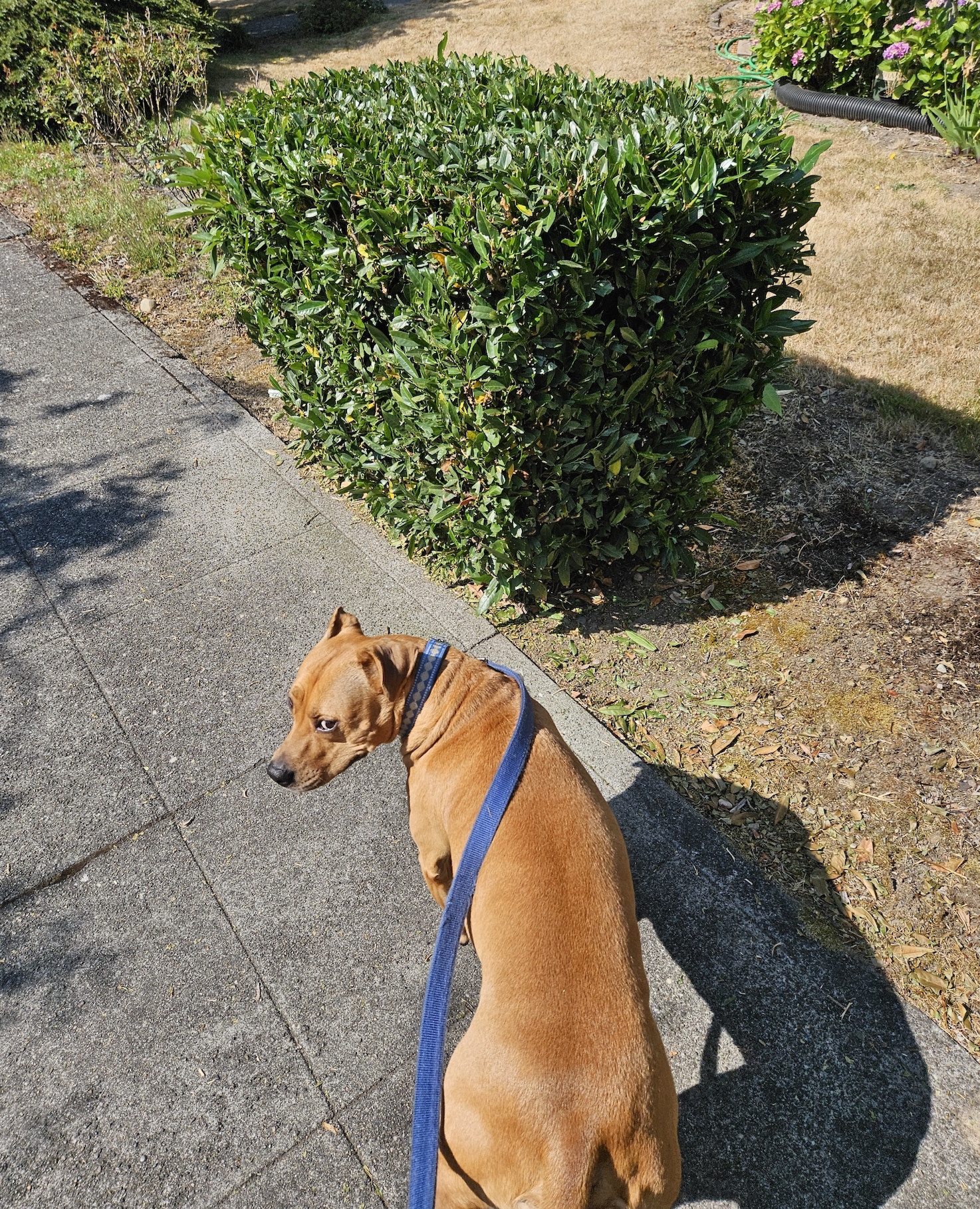 Barley, a dog, looks back at the photographer, who is more concerned with capturing a waist-high cube-shaped hedge.