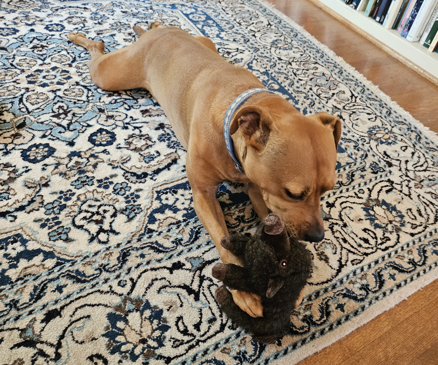 Barley, a dog, fusses over a plush dog toy in the shape of a boar.