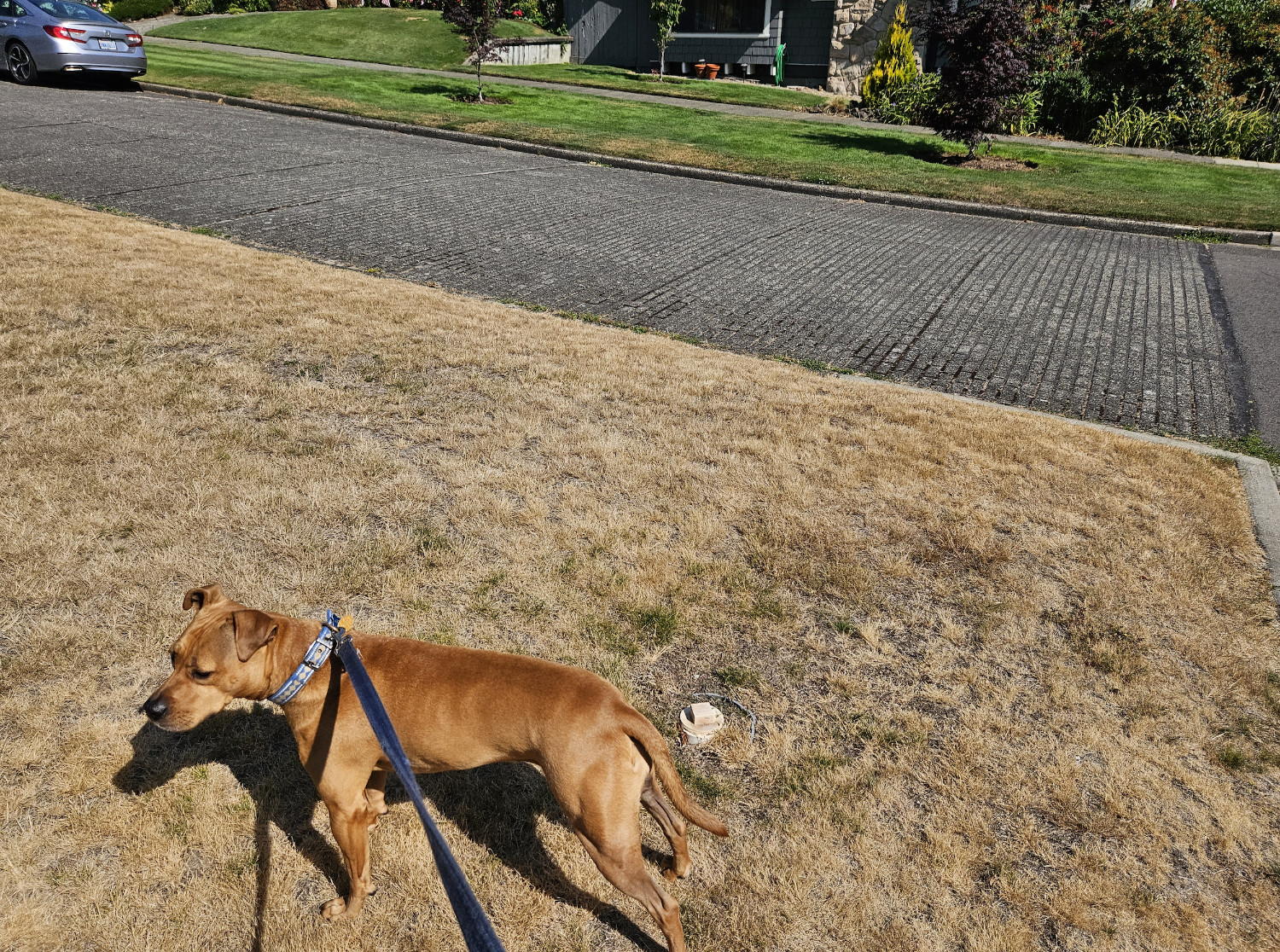 Barley, a dog, stands on a large lawn turned brown from the heat. Across a cobbled road is another law that remains a vibrant green.