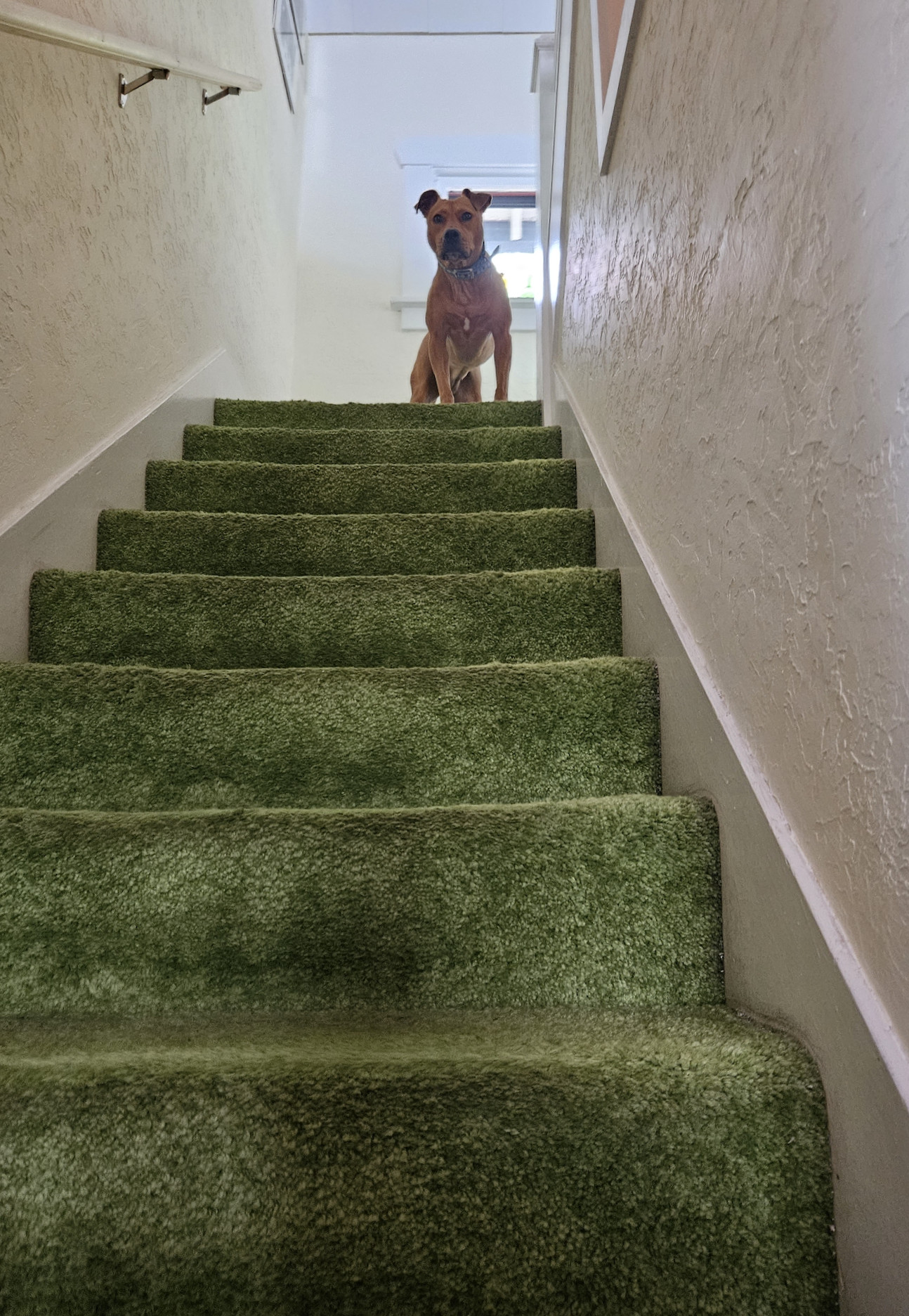 Barley, a dog, peers down from the top of a narrow staircase.