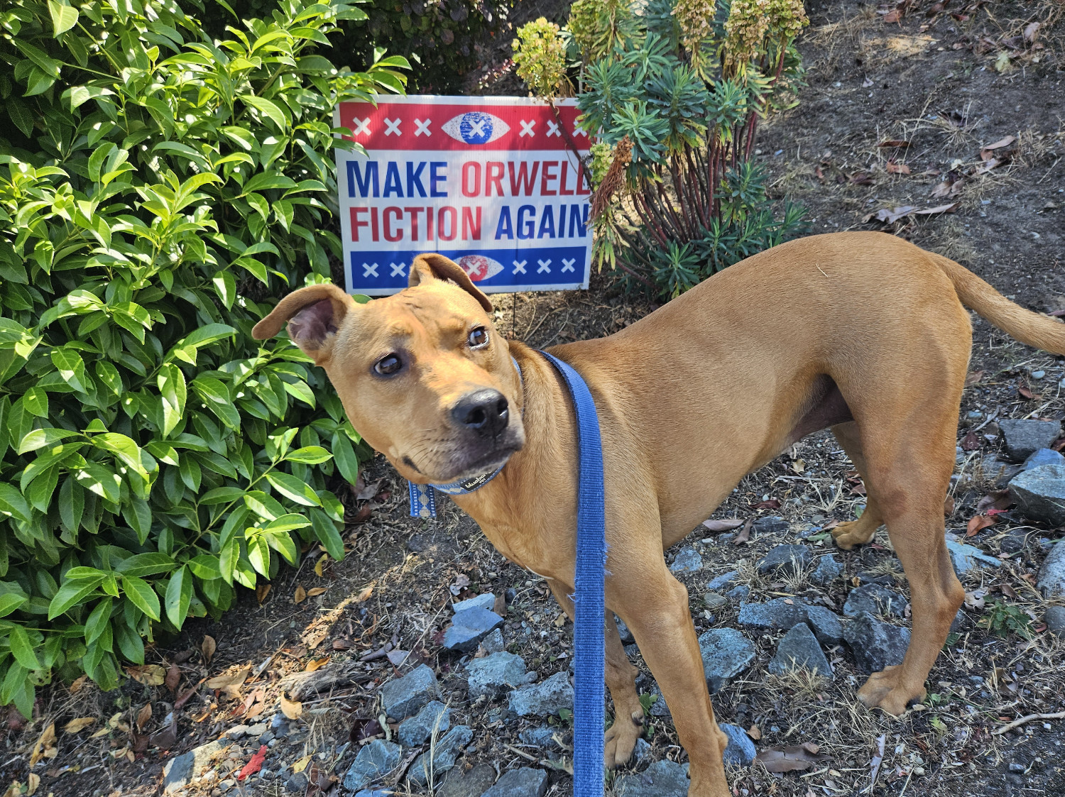 Barley, a dog, stands on a hill in front of a sign reading, "Make Orwell fiction again."