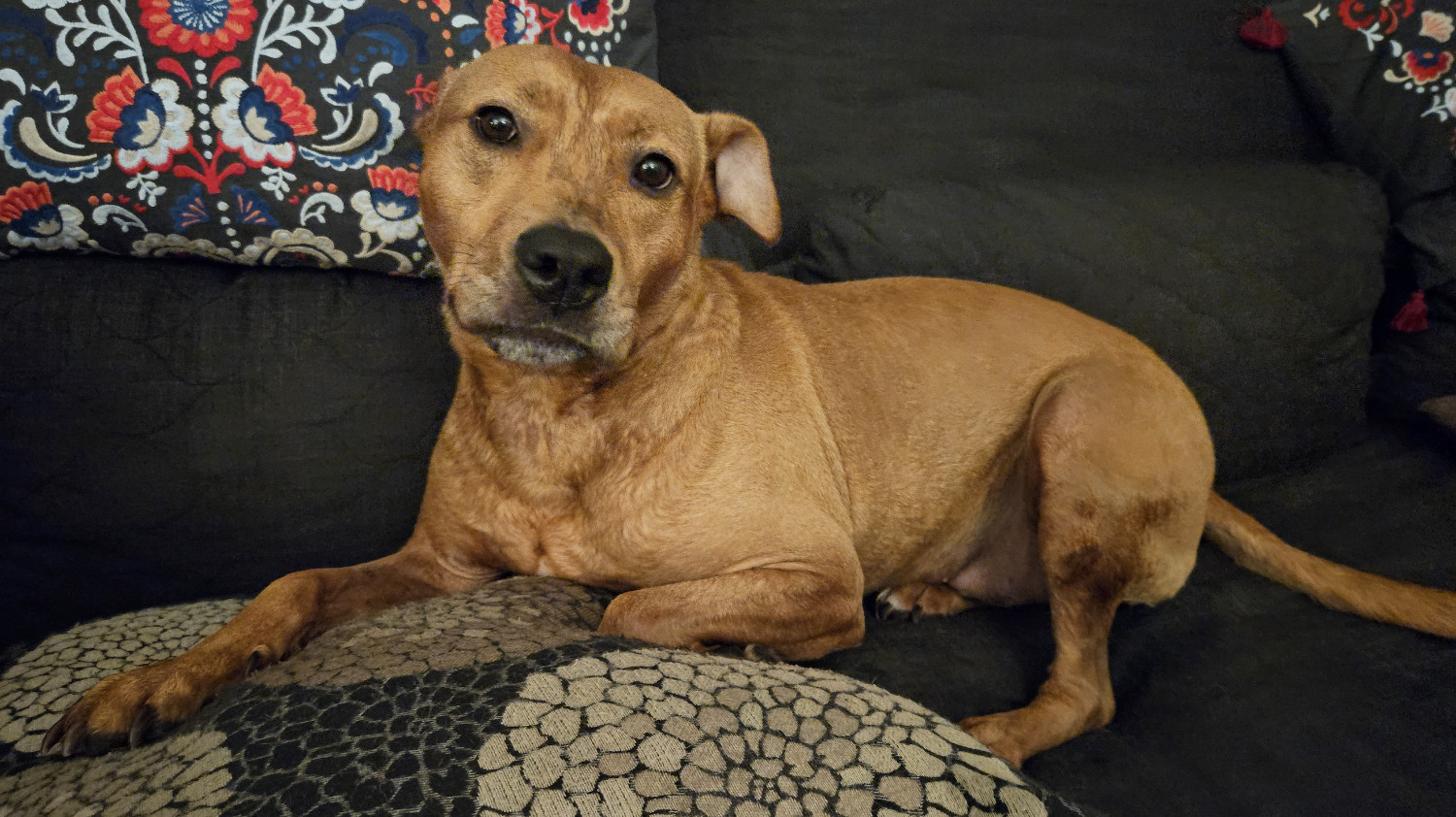 Barley, a dog, is collarless and still visibly moist after a bath.