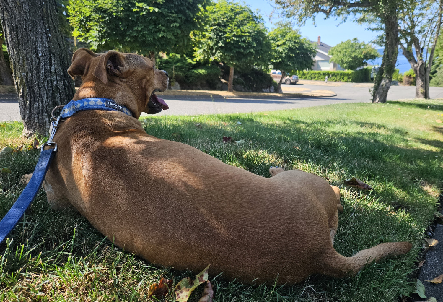 Barley, a dog, rests on a patch of grass and looks back at a hilly street she has just climbed.