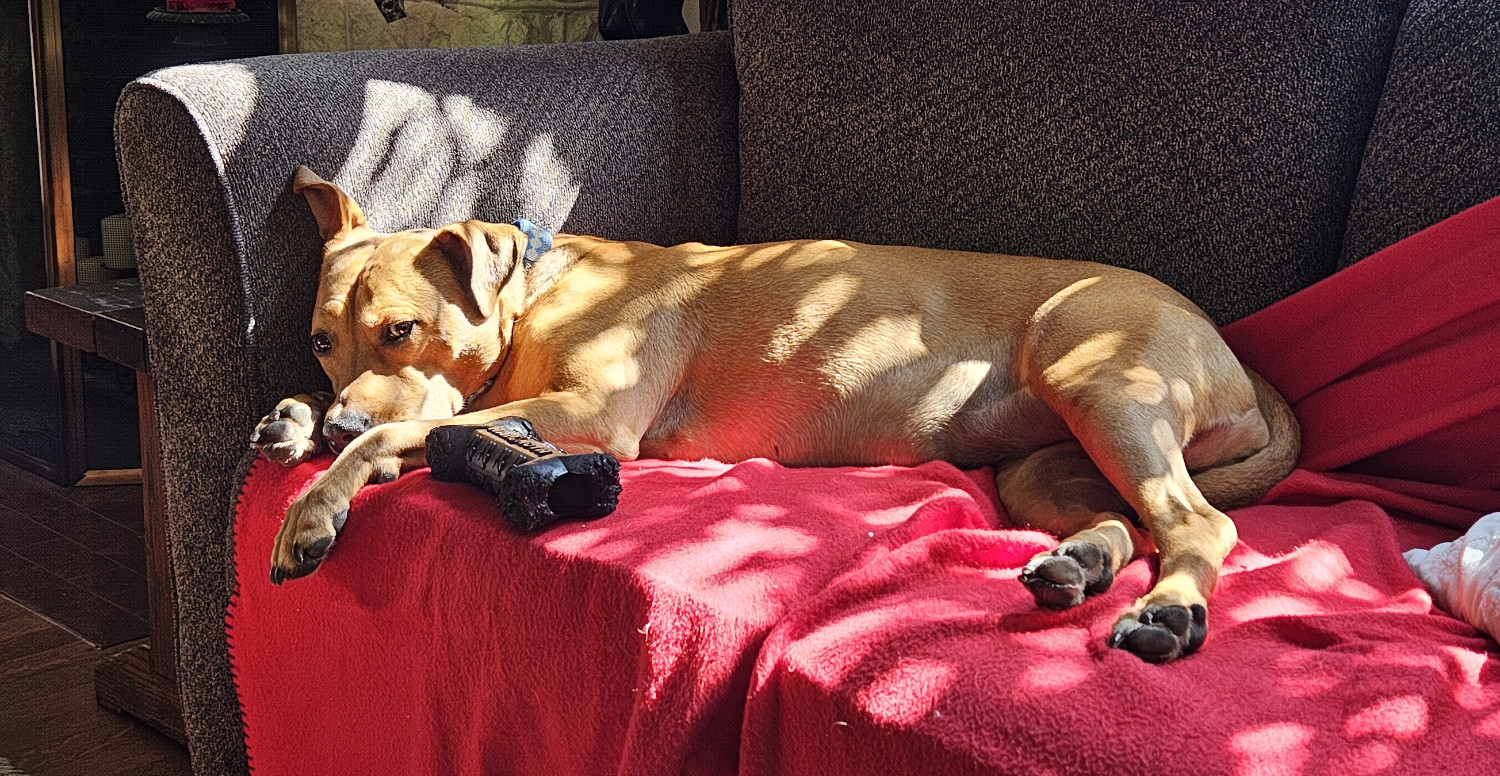 Barley, a dog, lounges in a sunbeam on a sofa beside her favorite toy, and looks back at the camera.