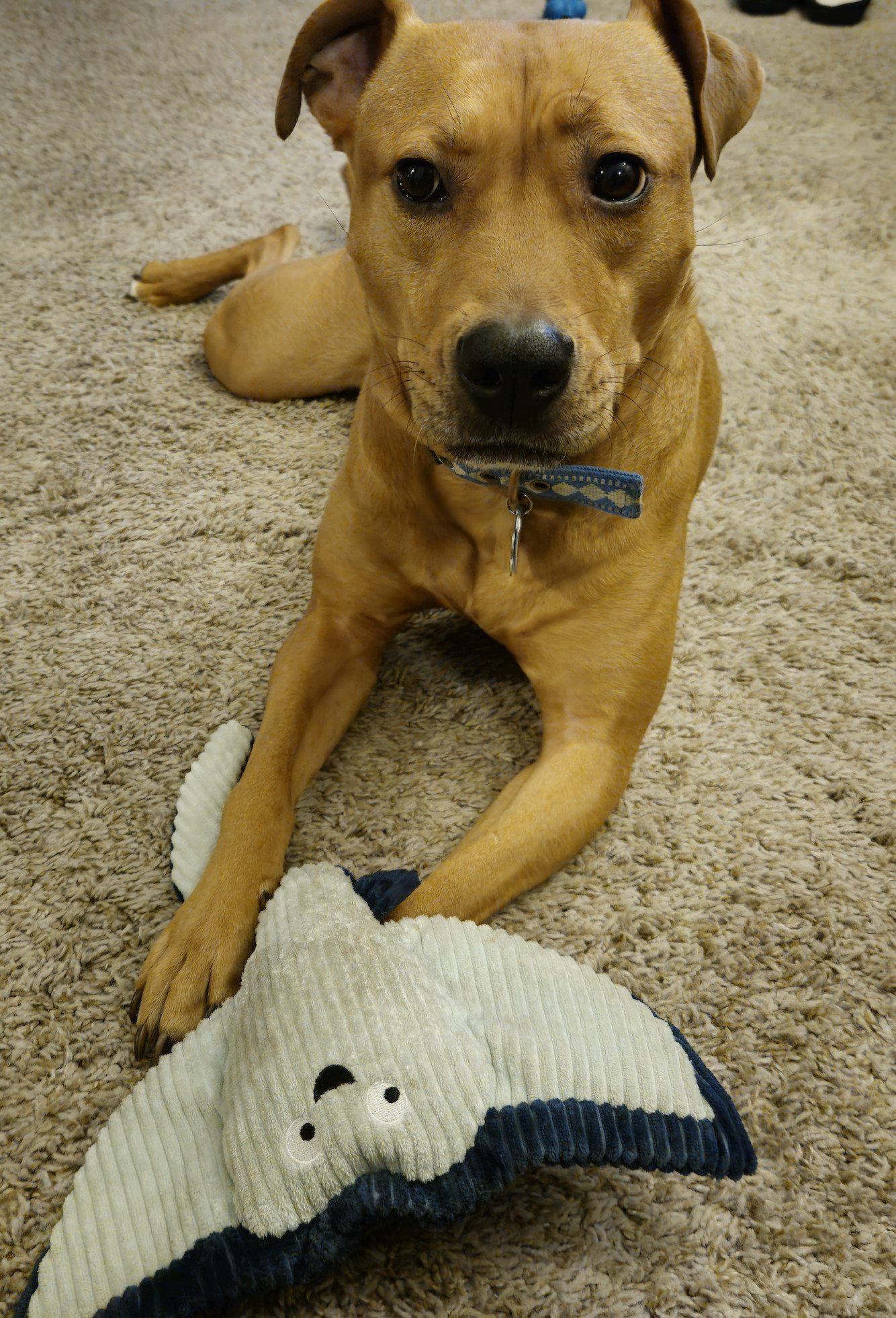 Barley, a dog, lies on the floor with a manta ray toy whose face conveys a naked enthusiasm in stark contrast to Barley's relative seeming stoicism.