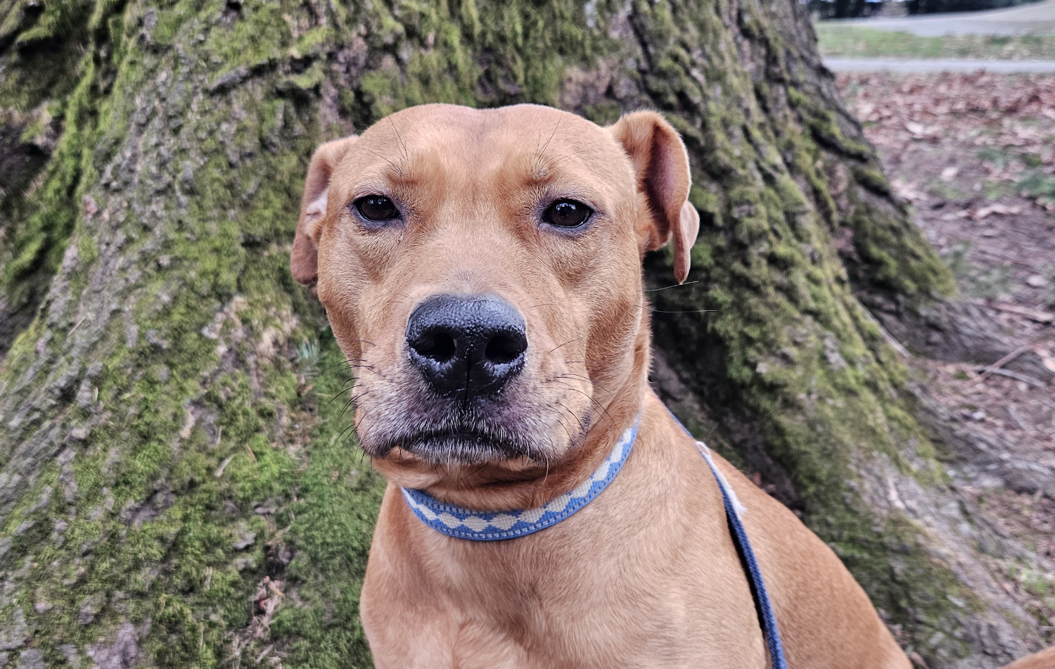 Barley, a dog, looks directly into the camera with what seems to be mild disappointment.