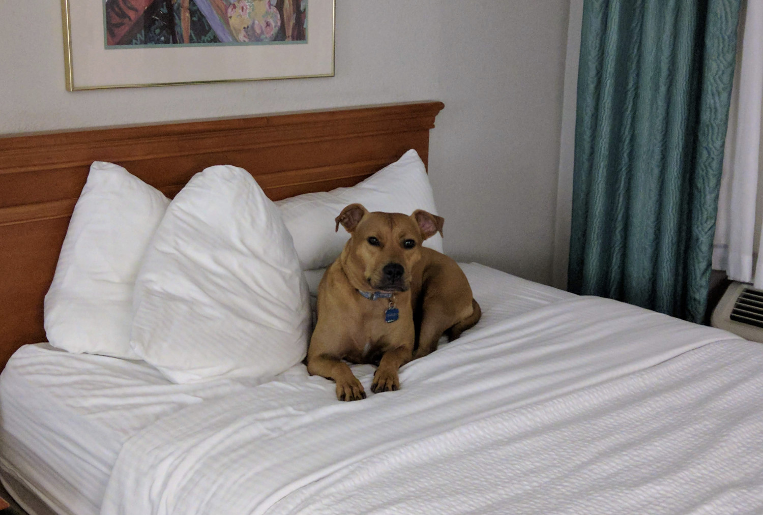 Barley, a dog, sits on hotel bed somewhere in the Southwestern United States.