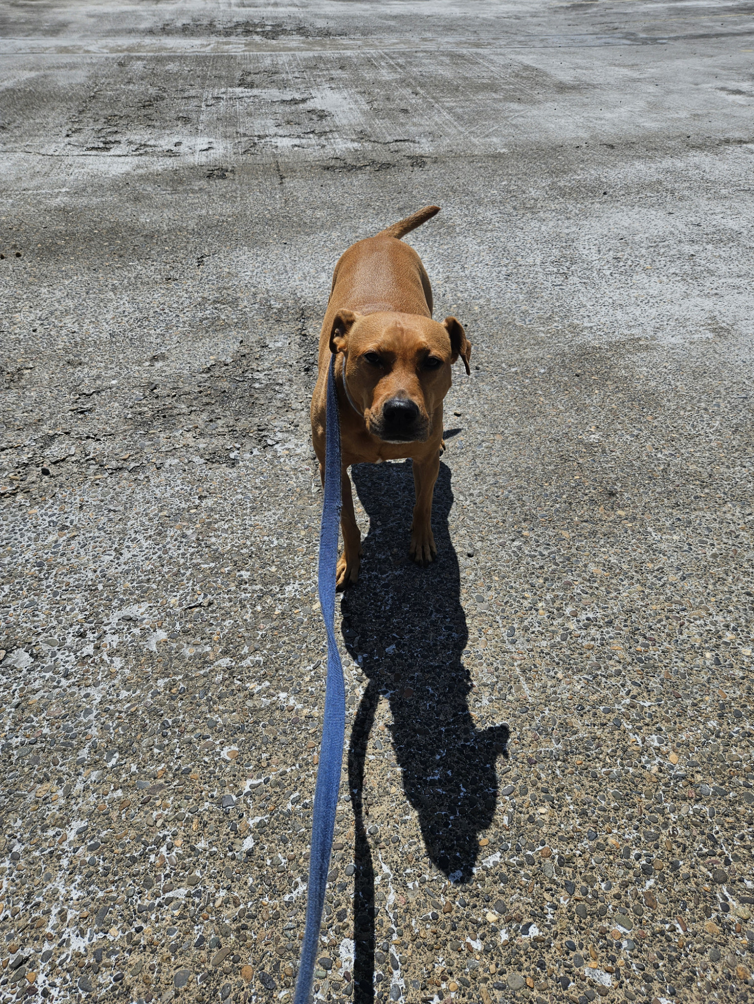 Barley, a dog, stands in a vast expanse of rough, poorly maintained concrete.