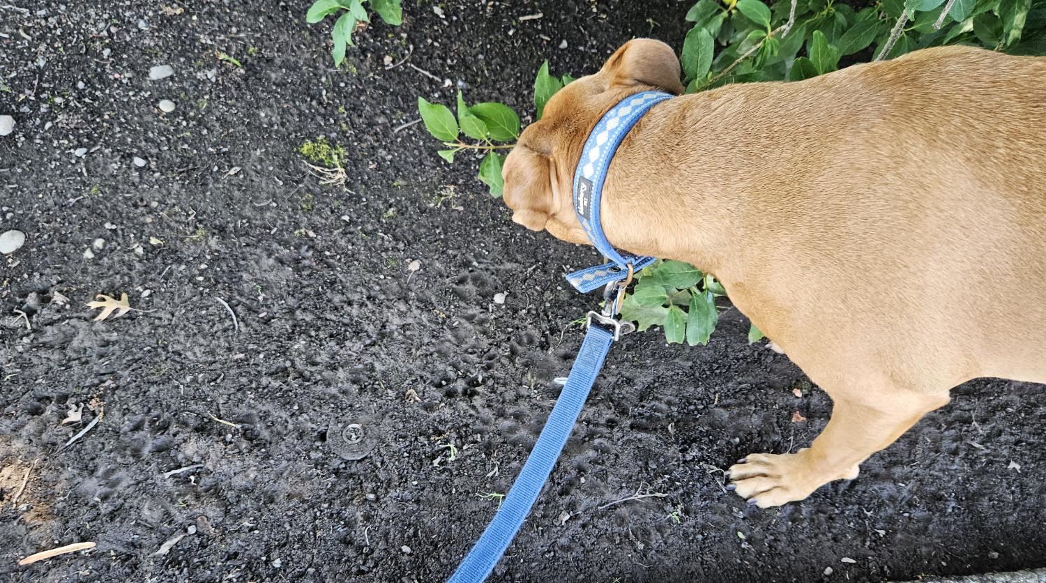 Barley, a dog, sniffs enthusiastically at some fresh animal tracks in a shady patch of mud.