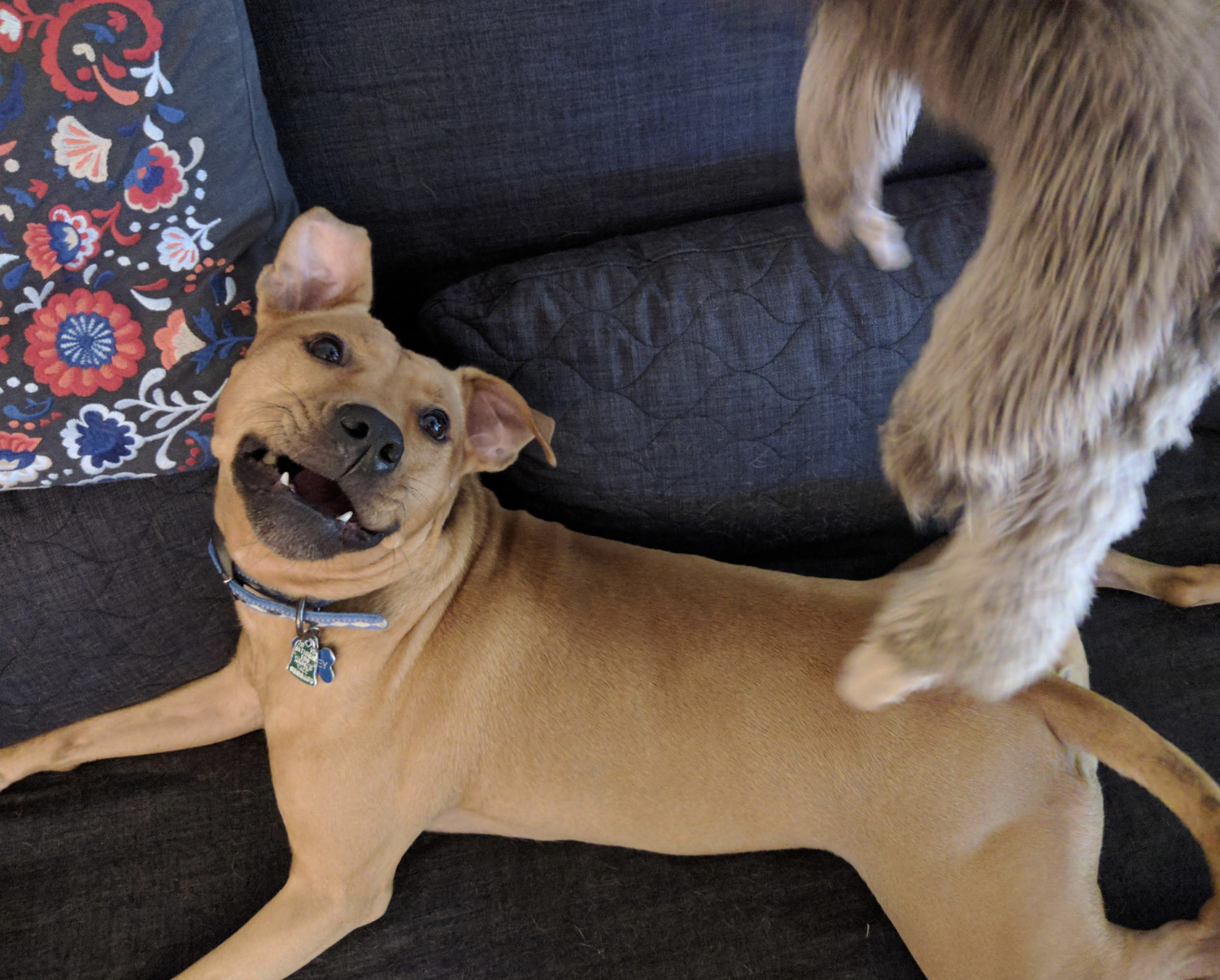 Barley, a dog, twists her head to snap at her sloth toy, which descends from out of frame with visible motion blur.