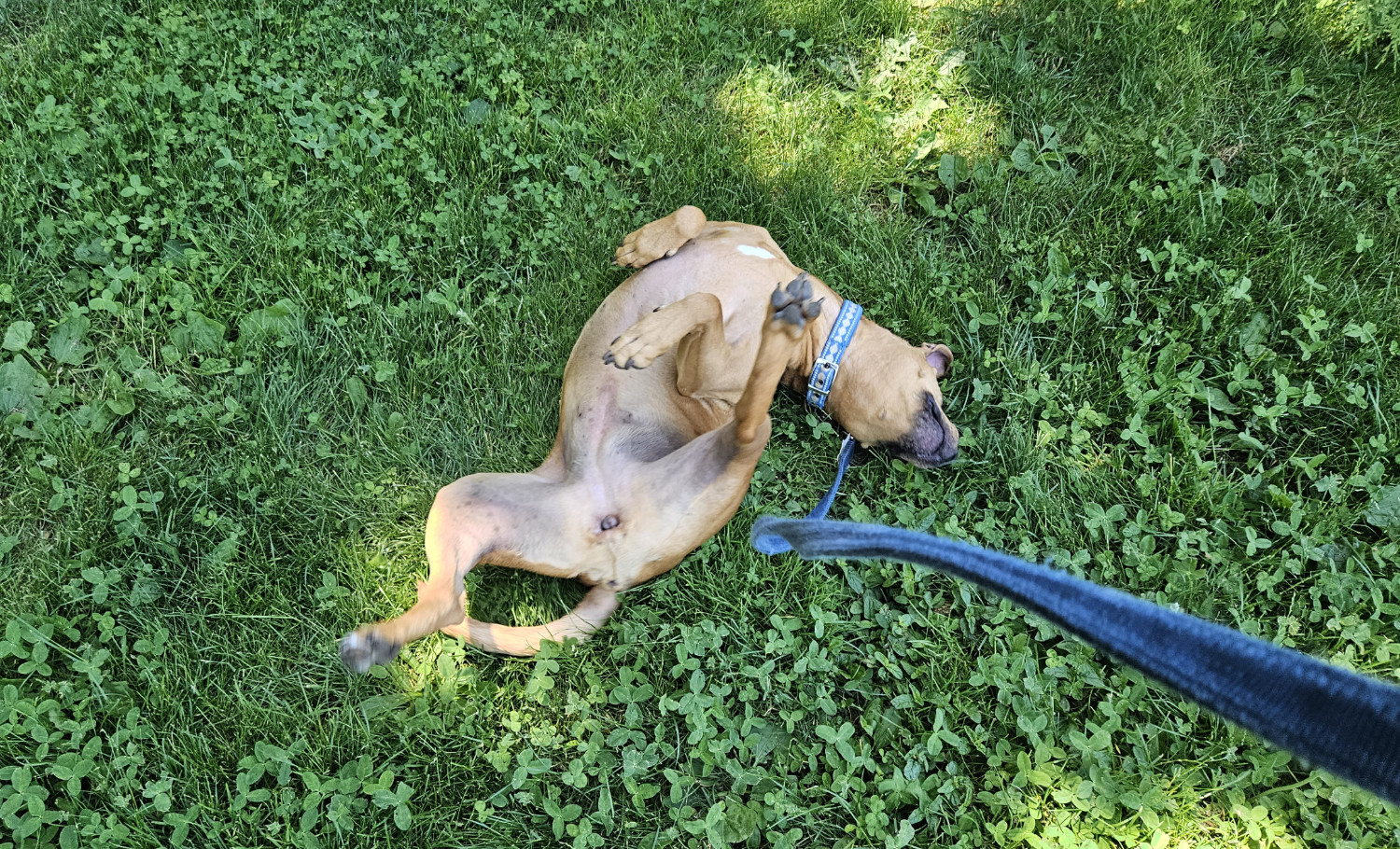 Barley, a dog, continues to wiggle, now kicking in the opposite direction.