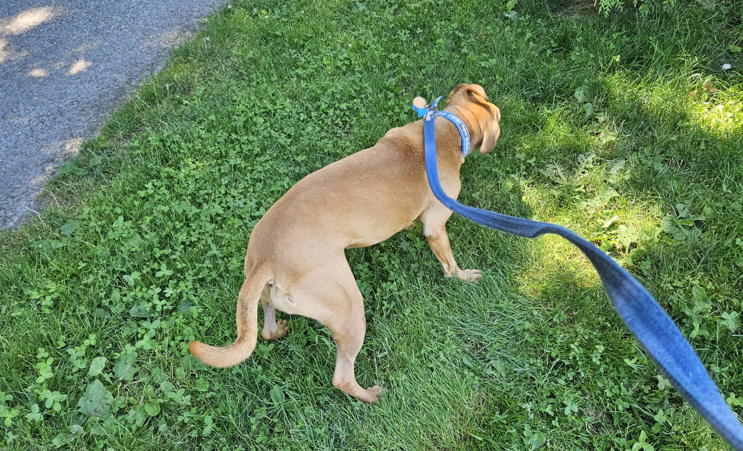 Barley, a dog, shakes it off, sending waves down the length of her leash.