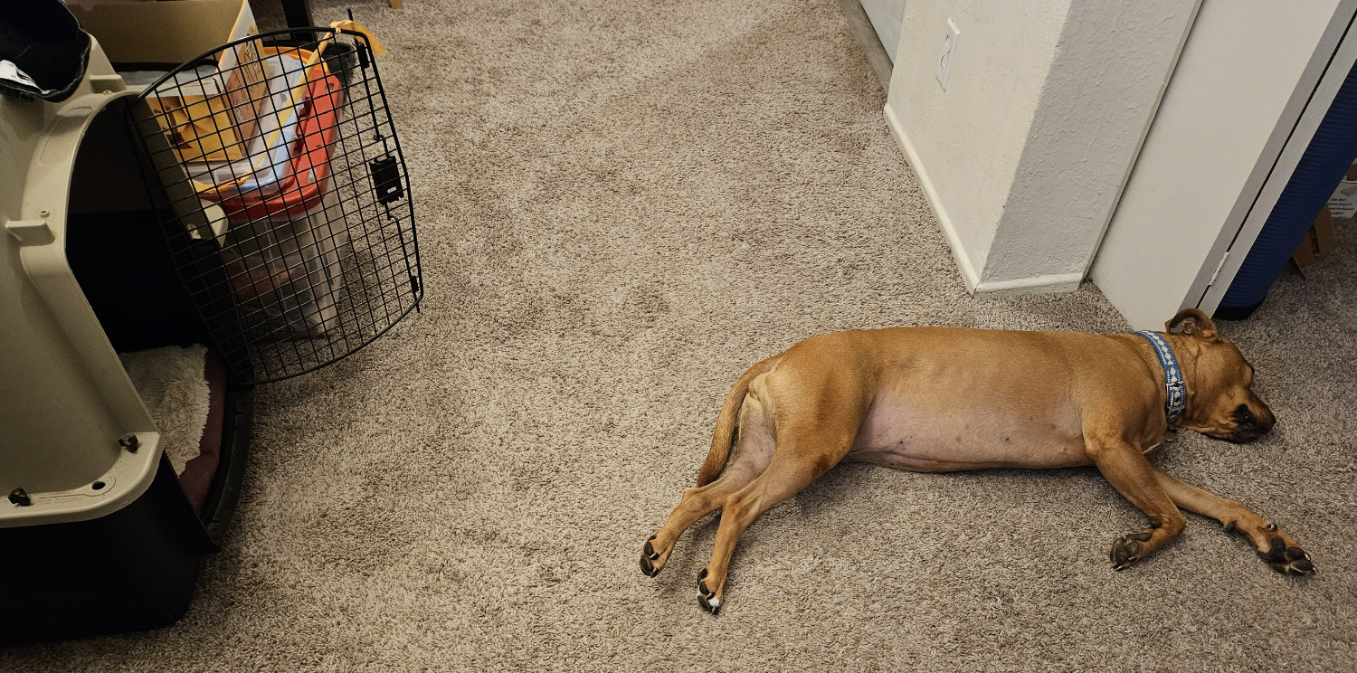 Barley, a dog, has only made it one body length out of her crate before she has flopped onto her side.