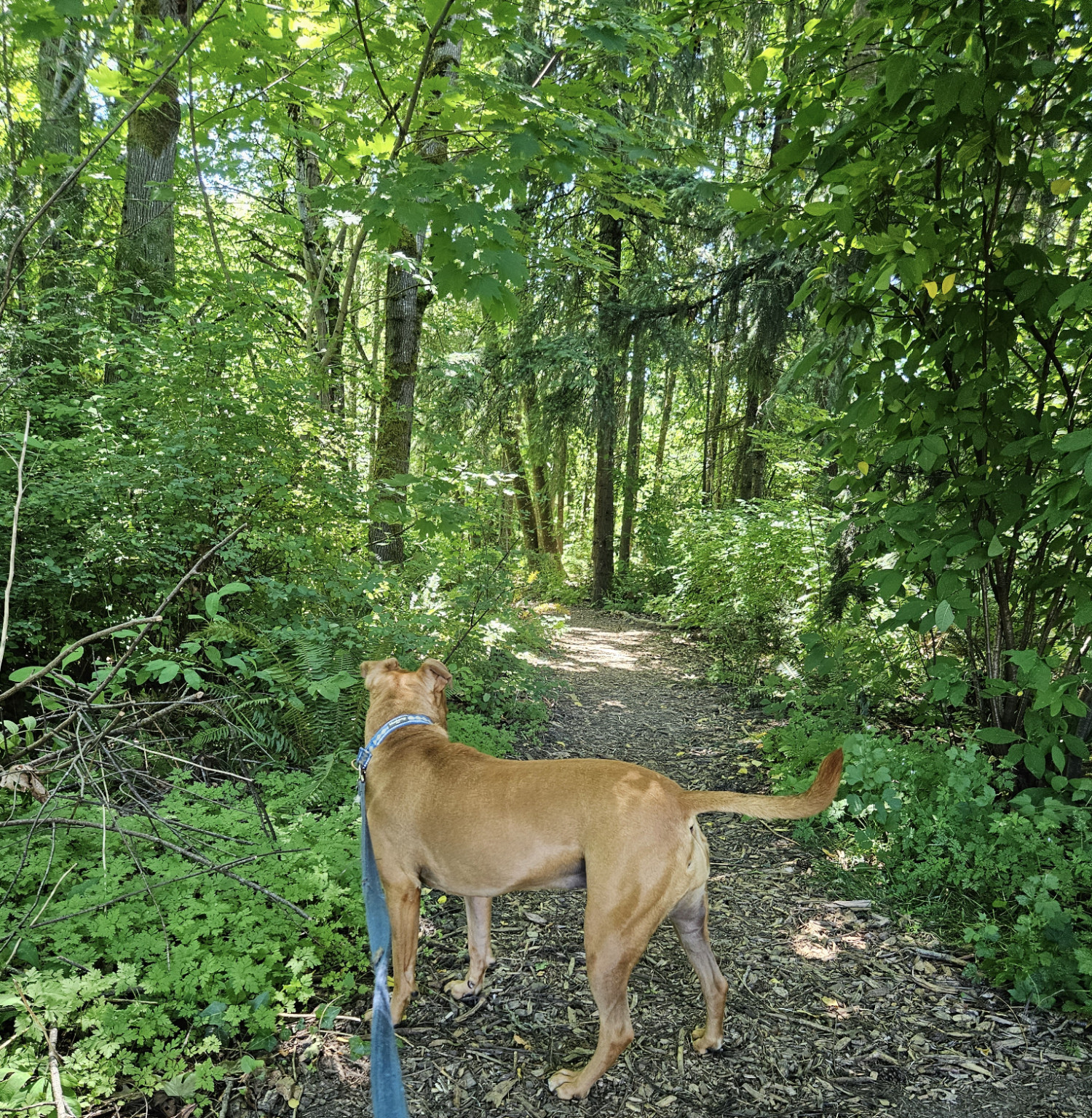 Barley, a dog, looks up from her sniffing to glance down the wooded path that extends ahead of her a short distance.