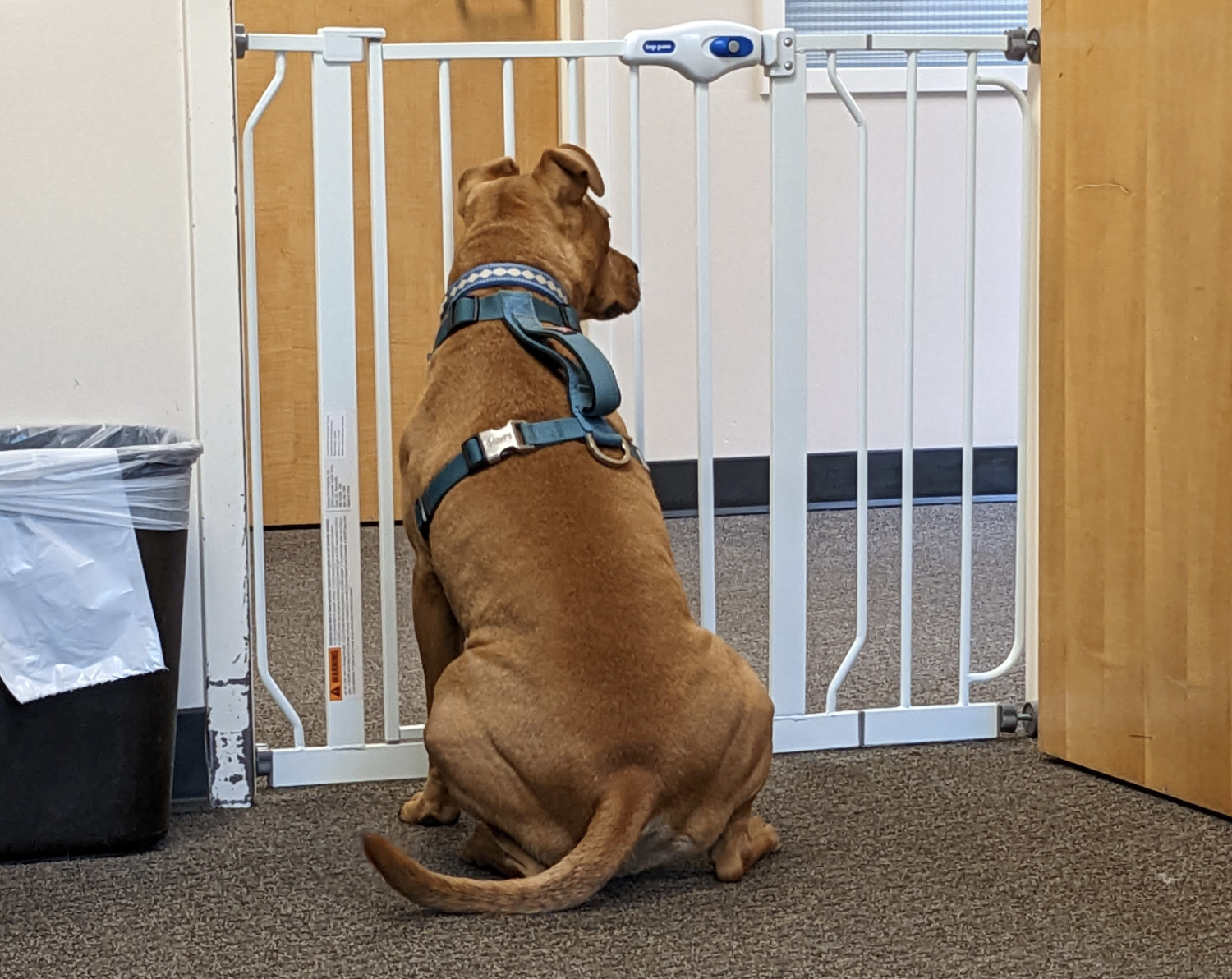 Barley, a dog, stands attentively in front of a dog gate in a doorway, peering down the hallway with ears on alert.