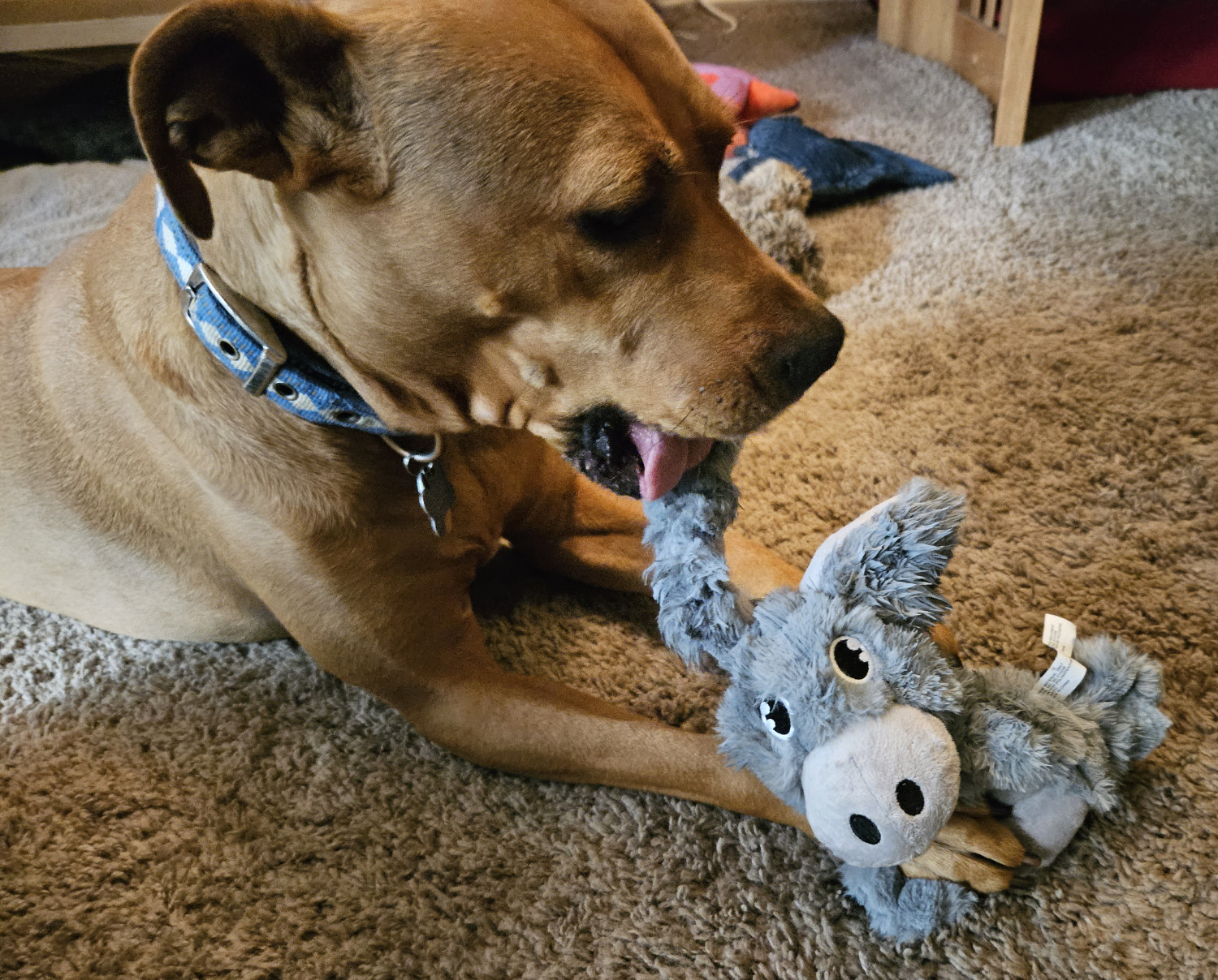 Barley, a dog, pulls on the ear of a plush dog toy in the shape of a donkey.