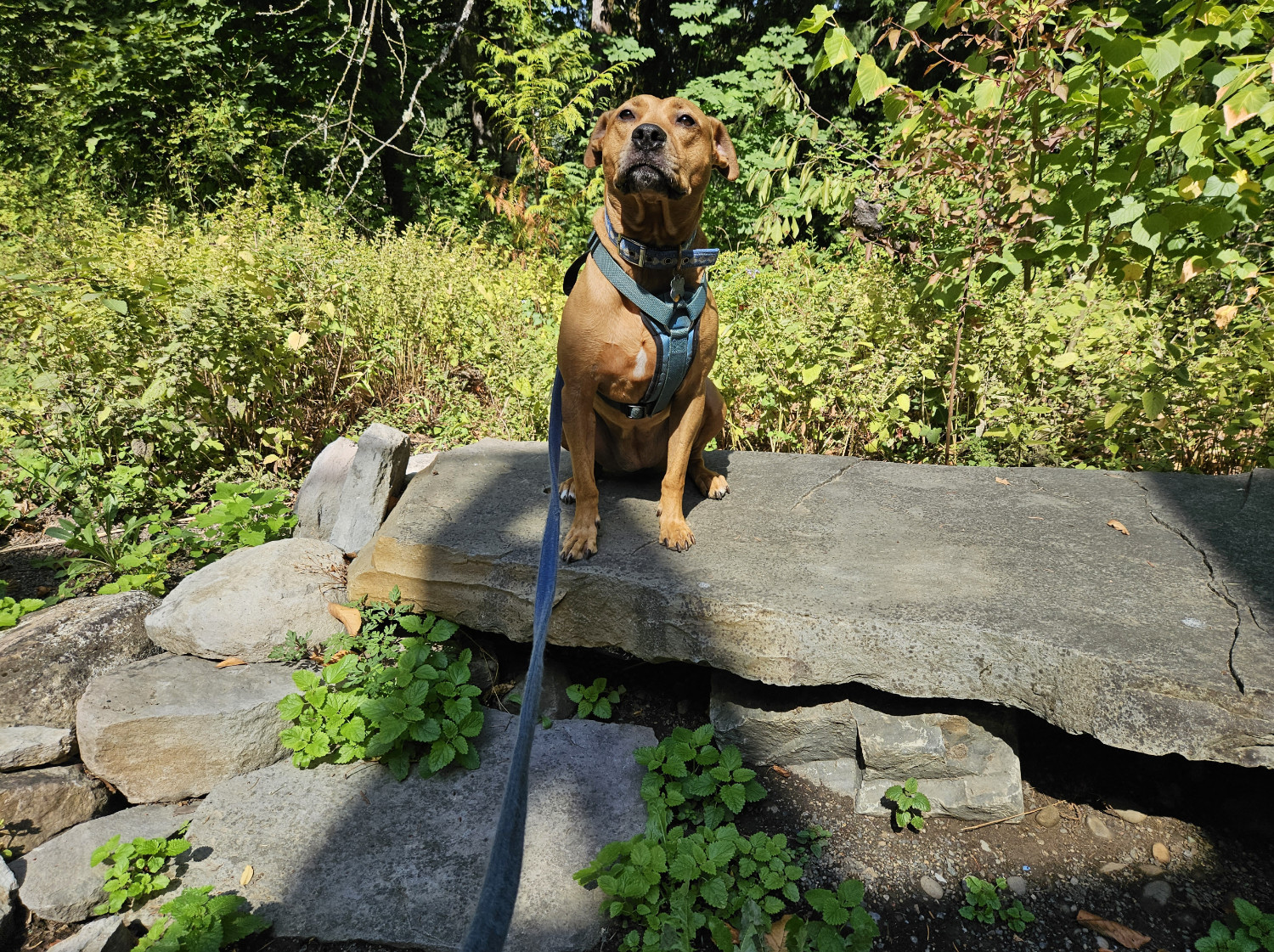 Barley, a dog, sits upon a stone bench and looks upward, as if thinking deeply.